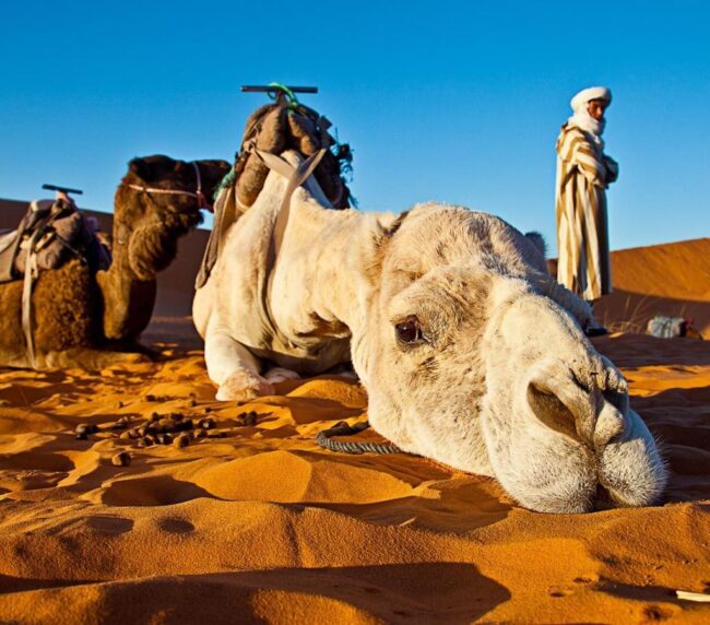 Morocco Desert Tours packages from Marrakech