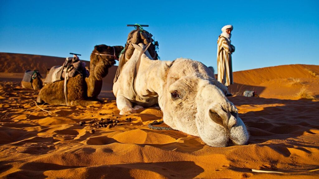 Morocco Desert